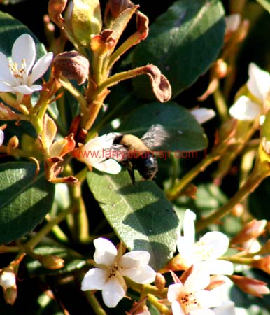 IMG_0106-1