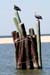 Dauphin Island Alabama 2